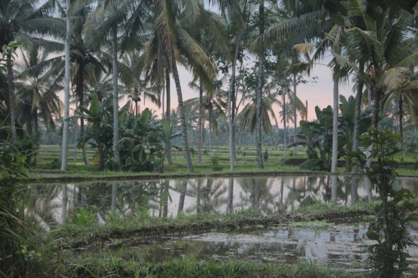 Rice paddies Rice paddies