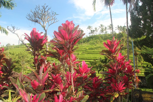Ancient rice field terraces in Jatiiluwih Ancient rice field terraces in Jatiiluwih