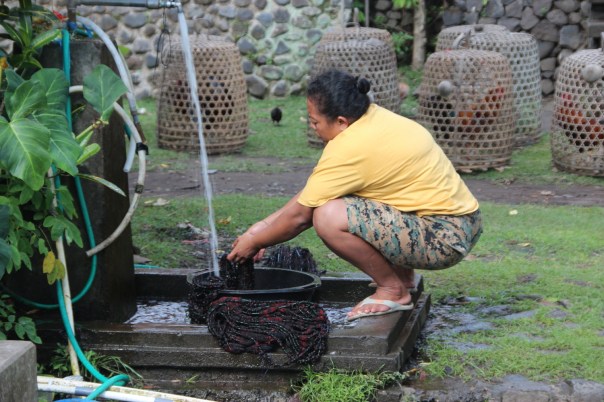 Rinsing dye from double-ikat weavings in Tenganan Rinsing dye from double-ikat weavings in Tenganan
