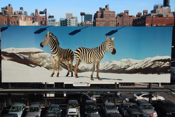 Zebras in Chelsea