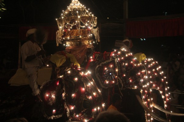 Three elephants, Kandy, Sri Lanka