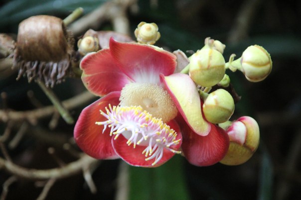 Couroupita guianensis Couroupita guianensis