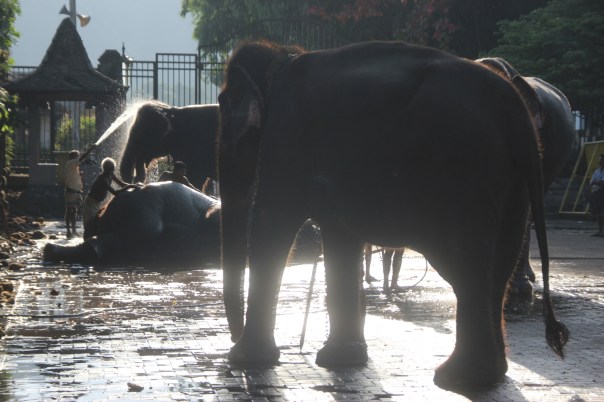 Bathing elephants before the Esala Perahera Festival, Kandy, Sri Lanka