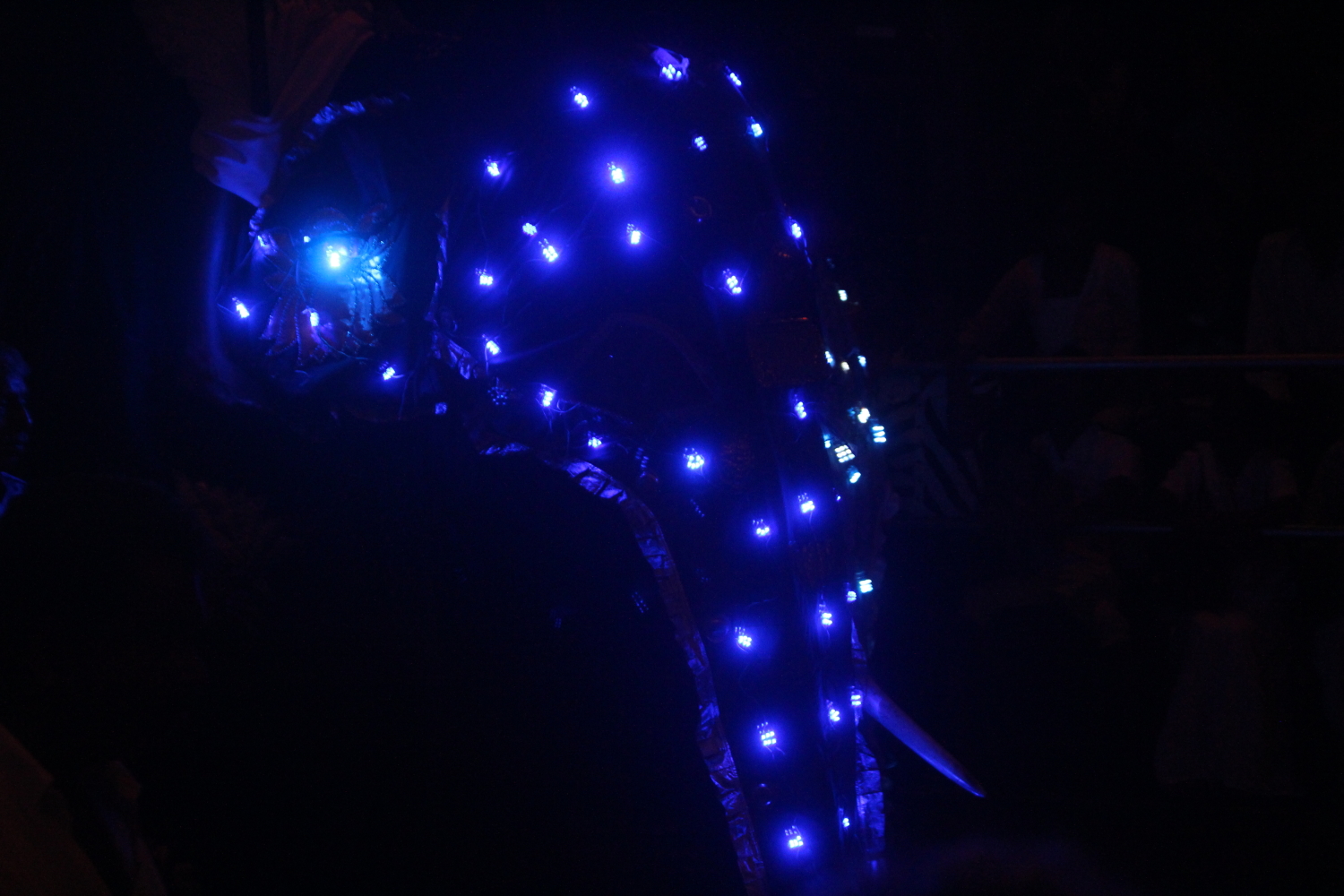 A single "tusker," Kandy, Sri Lanka