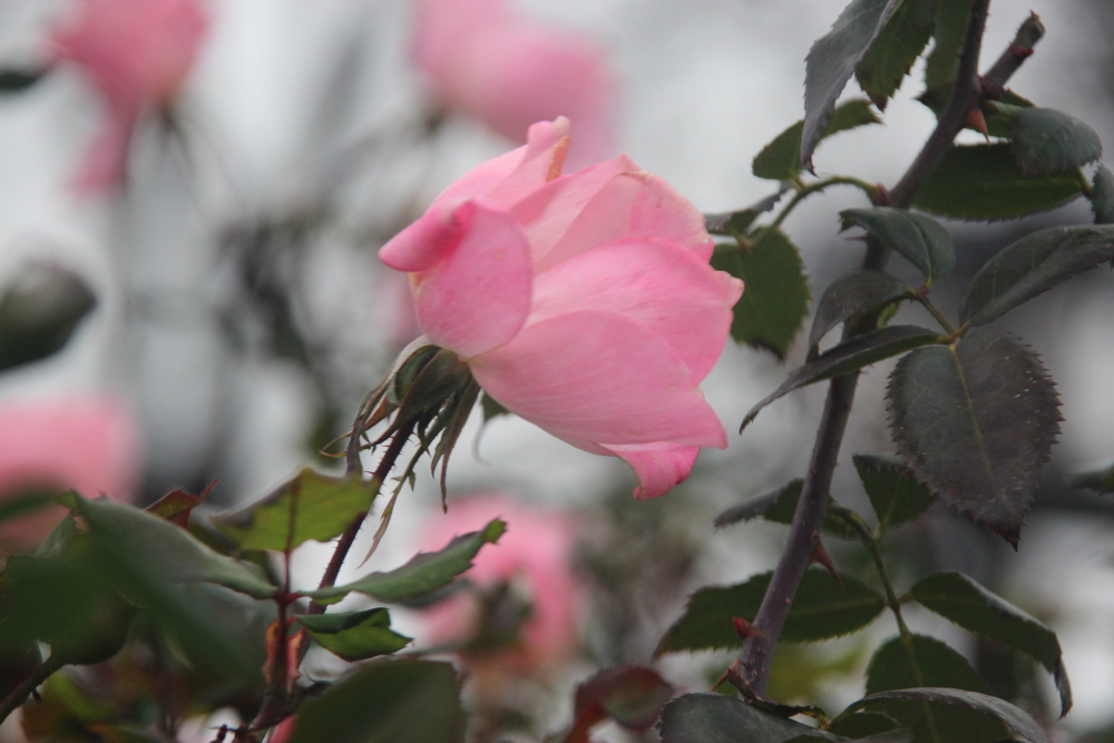 Winter roses, NYC