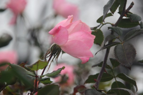 Winter roses, NYC
