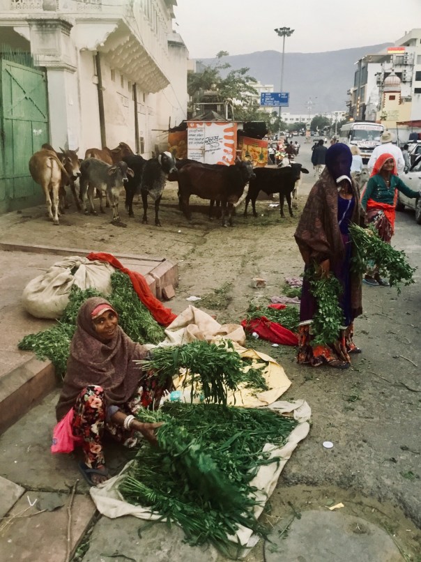 Selling greens to feed to sacred cows, Pushkar, Rajasthan, India