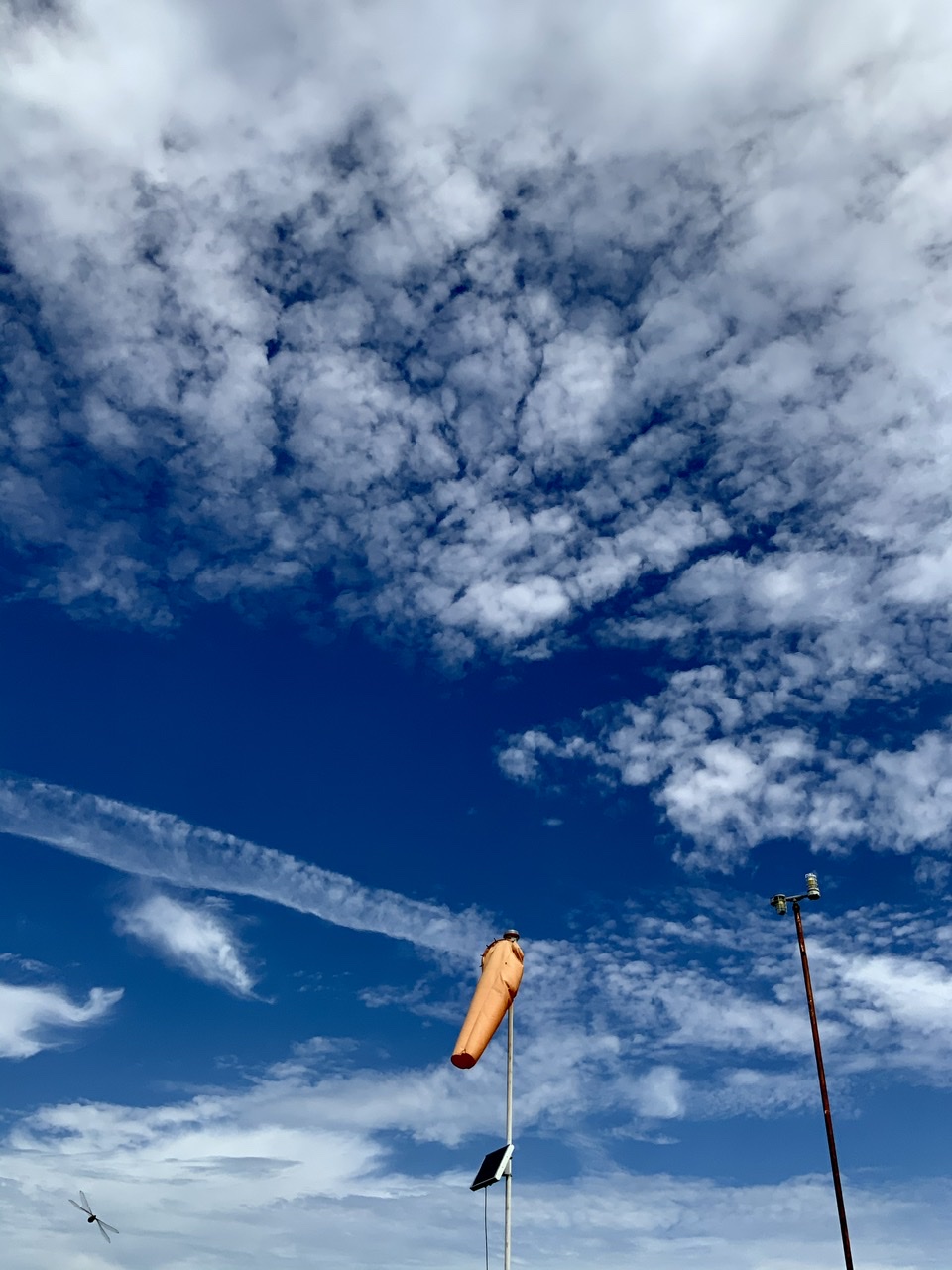 Dragonfly on final approach